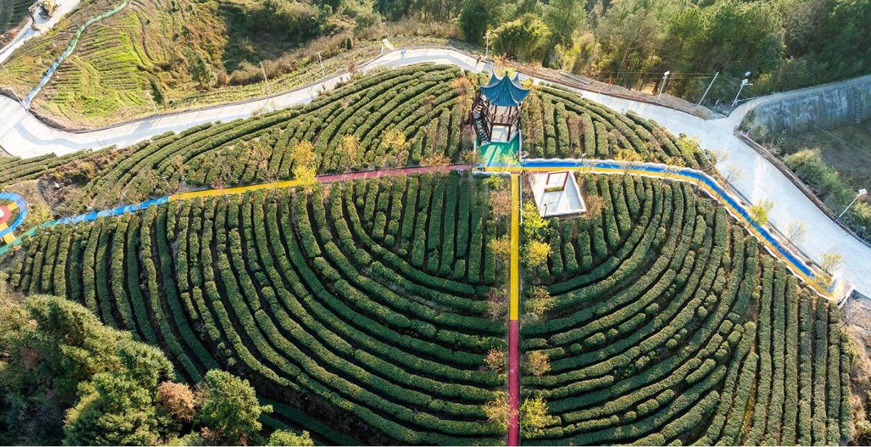 茶山新绿